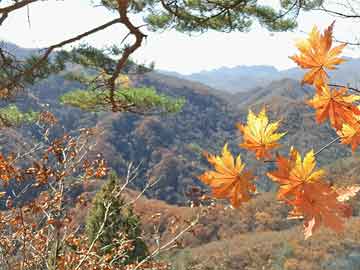 颜彩印广告公司，设计与行动的融合，助力企业品牌提升